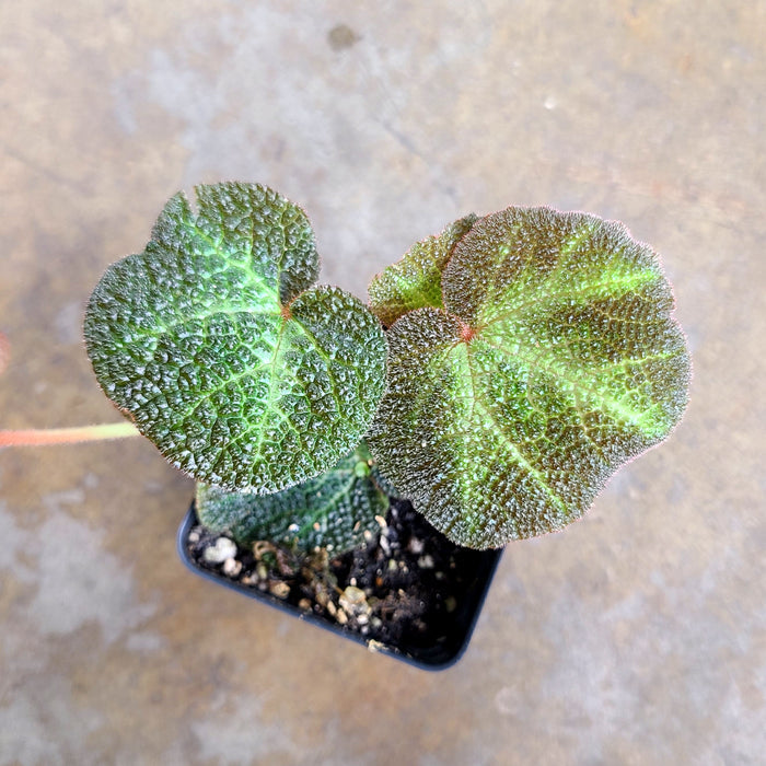 Begonia soli-mutata