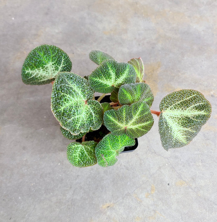 Begonia soli-mutata image 2