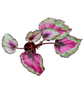 Begonia SpitFire King