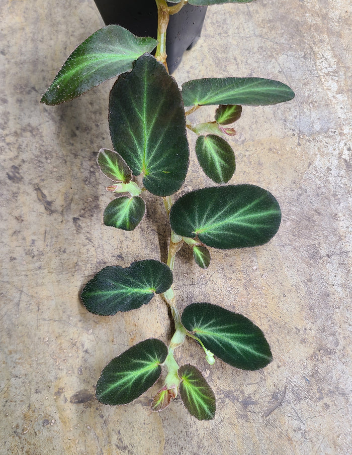 Begonia thelmae image 2