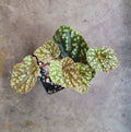 Begonia U641