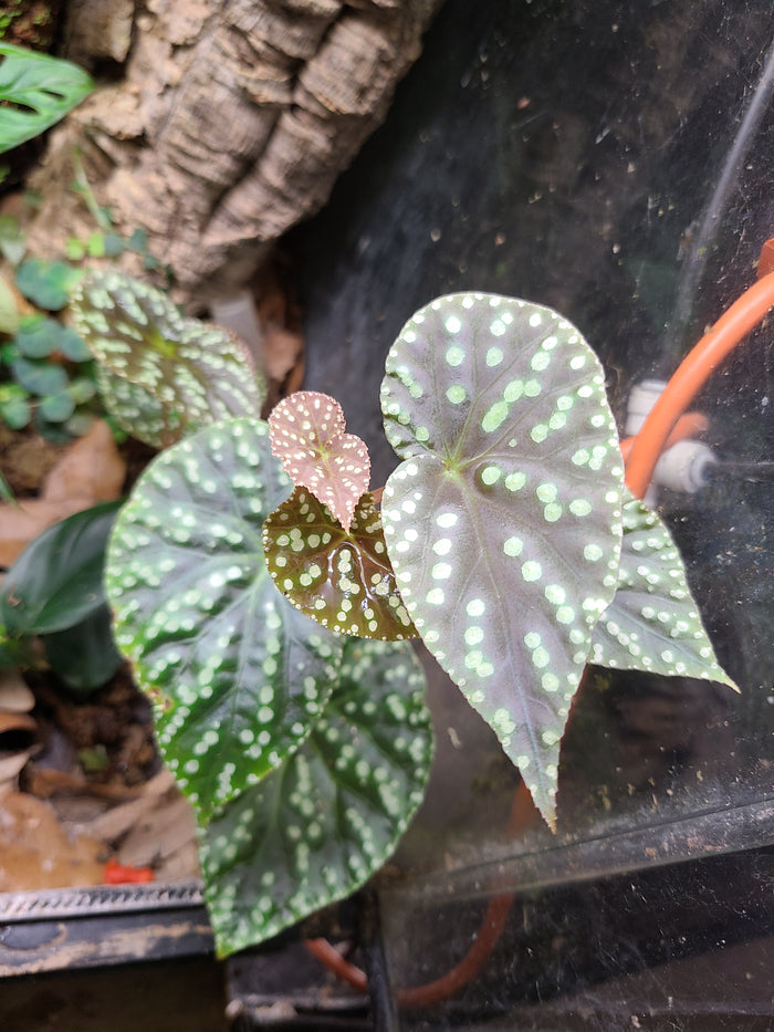 Begonia U641 image 2