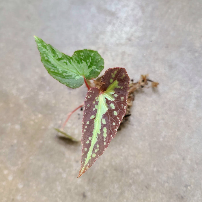 Begonia variabilis image 2