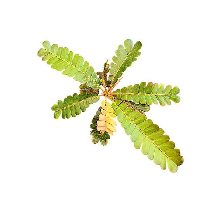Biophytum soukupii