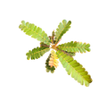 Biophytum soukupii