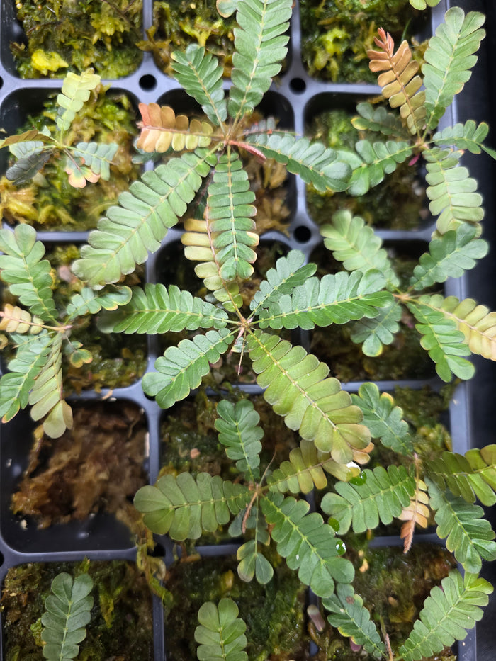 Biophytum soukupii