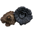 Black Reishi Cap