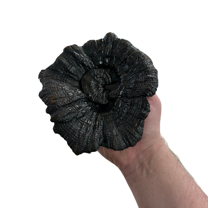 Black Reishi Cap image 2