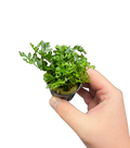 Bolbitis difformis "Mini"