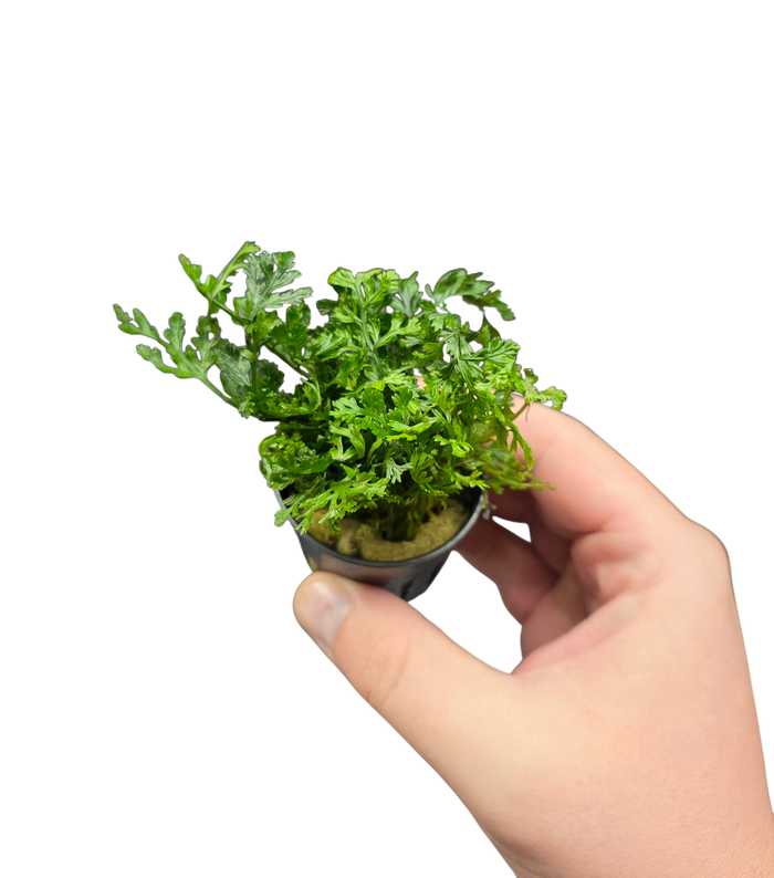 Bolbitis difformis "Mini"