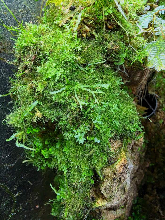 BryoBlend Premium Wet Moss Mix - New Options! image 3