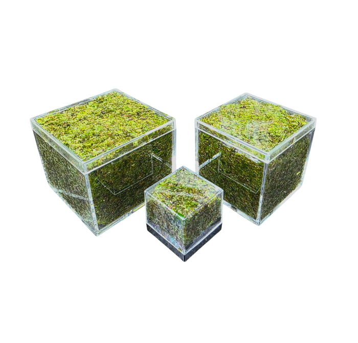 BryoBrick - Premium Compressed Moss Mix