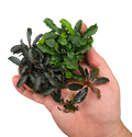 Bucephalandra Booster Box - Grower's Choice Combo Pack