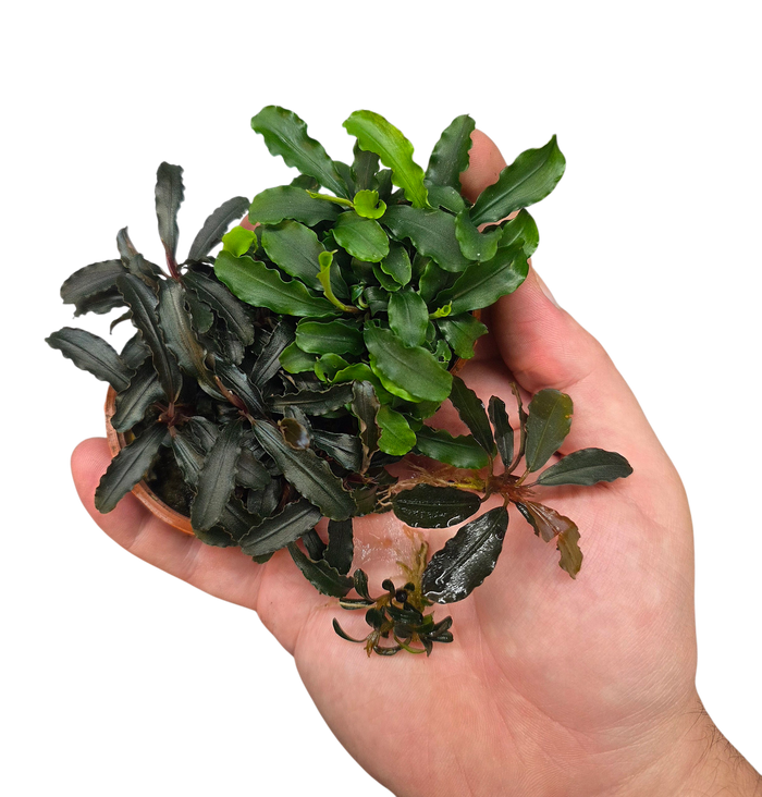 Bucephalandra Booster Box - Grower's Choice Combo Pack