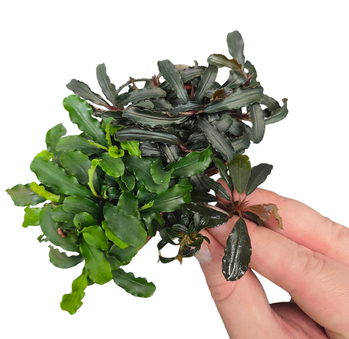 Bucephalandra Booster Box - Grower's Choice Combo Pack