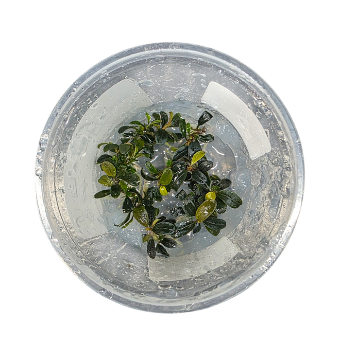 Bucephalandra 'Ketagang Mini Round'