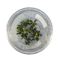 Bucephalandra 'Ketagang Mini Round'