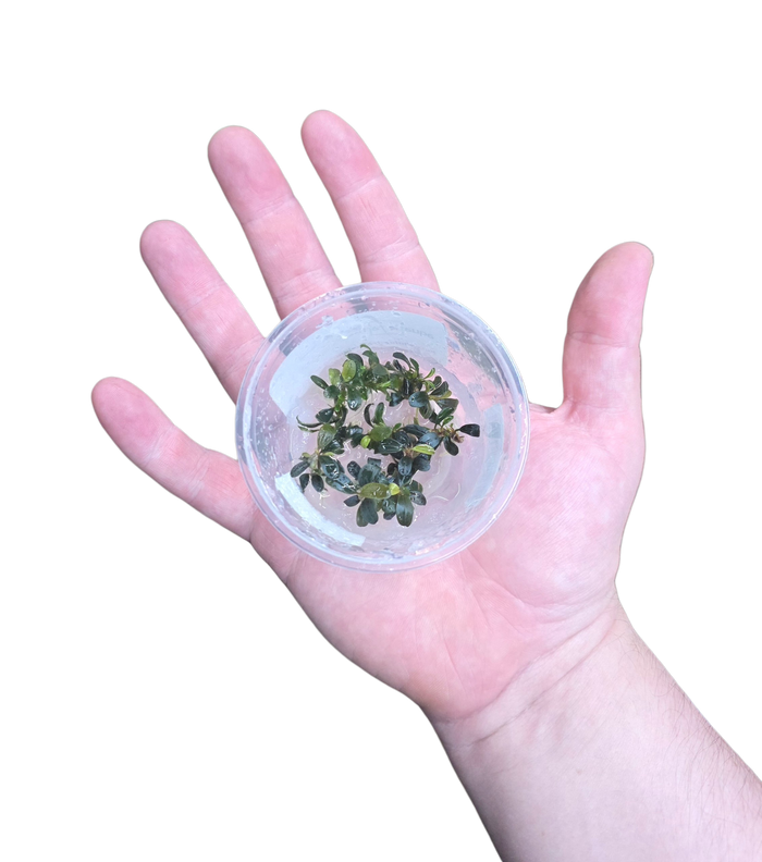 Bucephalandra 'Ketagang Mini Round'