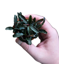 Bucephalandra 'Ketagang'