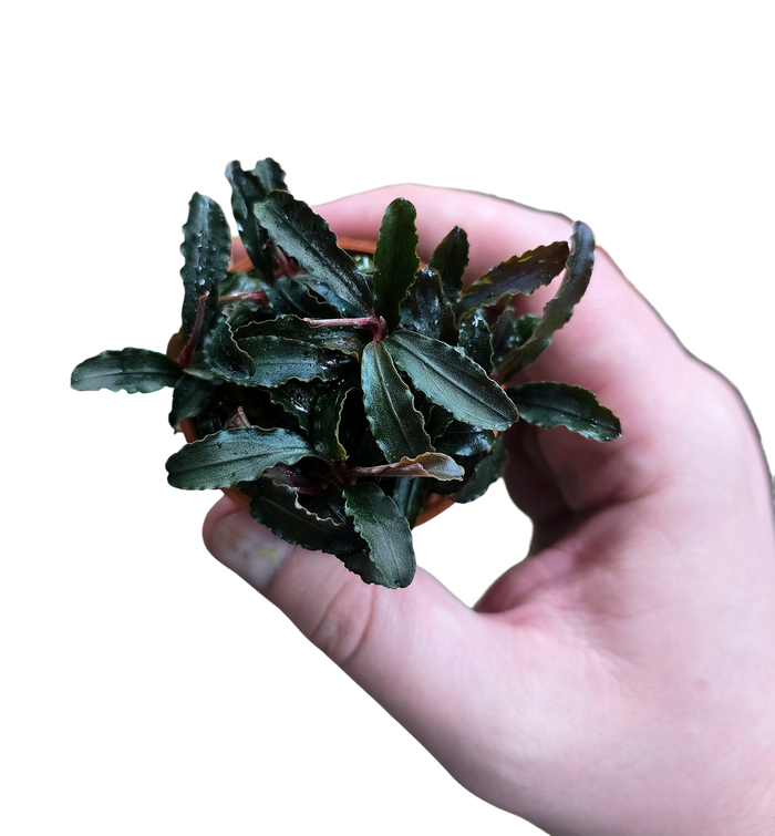 Bucephalandra 'Ketagang'