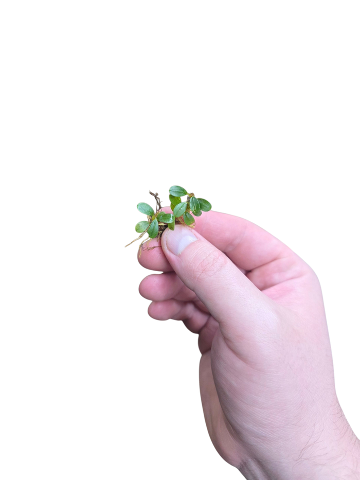Bucephalandra 'Mini Coin'