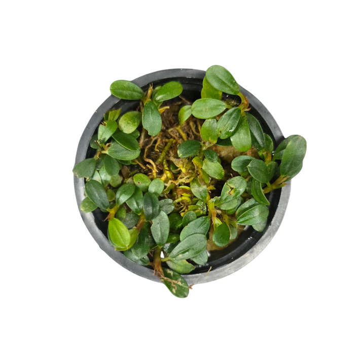Bucephalandra 'Mini Coin'