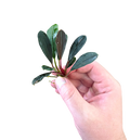 Bucephalandra 'Pink Lady'