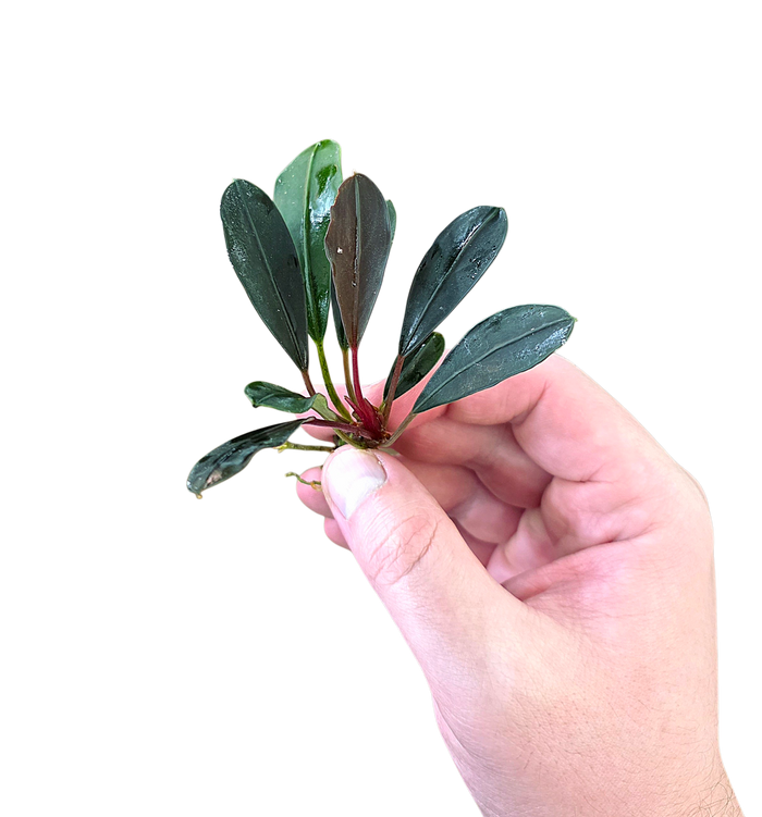 Bucephalandra 'Pink Lady'