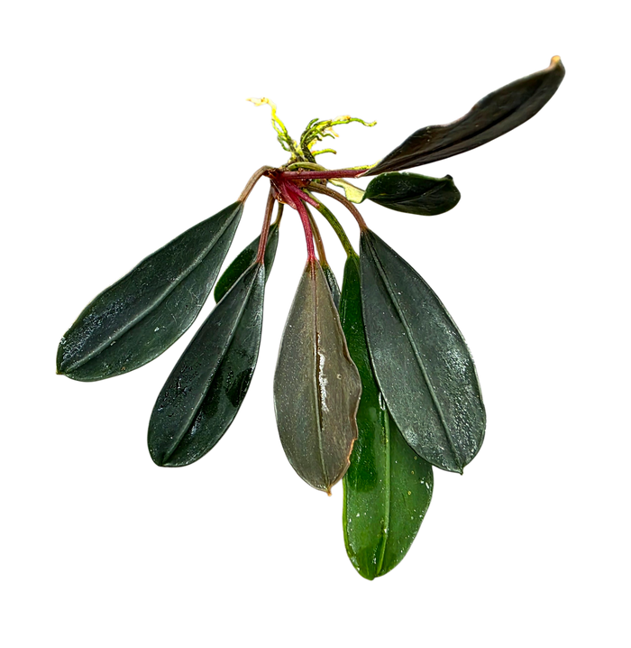 Bucephalandra 'Pink Lady'