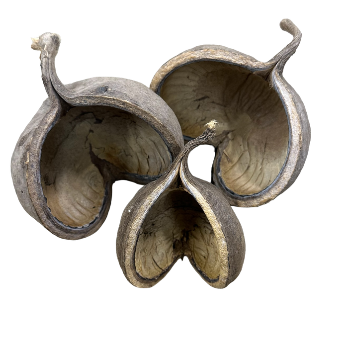 Buddha Pod