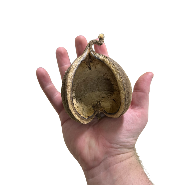Buddha Pod image 2