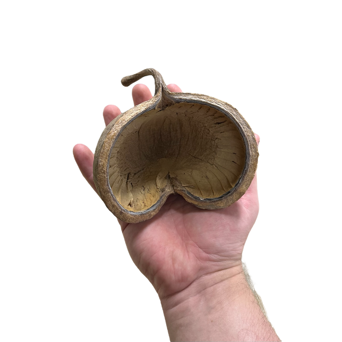 Buddha Pod image 3