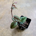 Cissus discolor