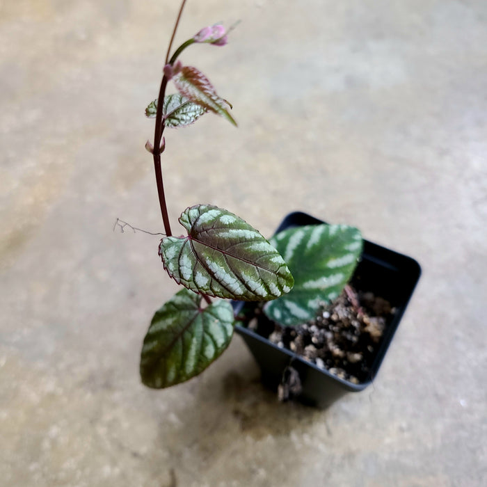 Cissus discolor
