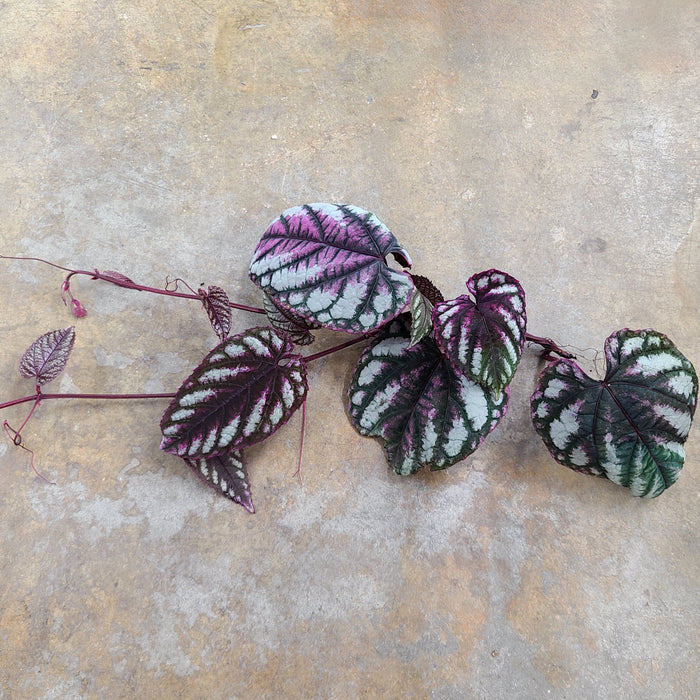 Cissus discolor image 2