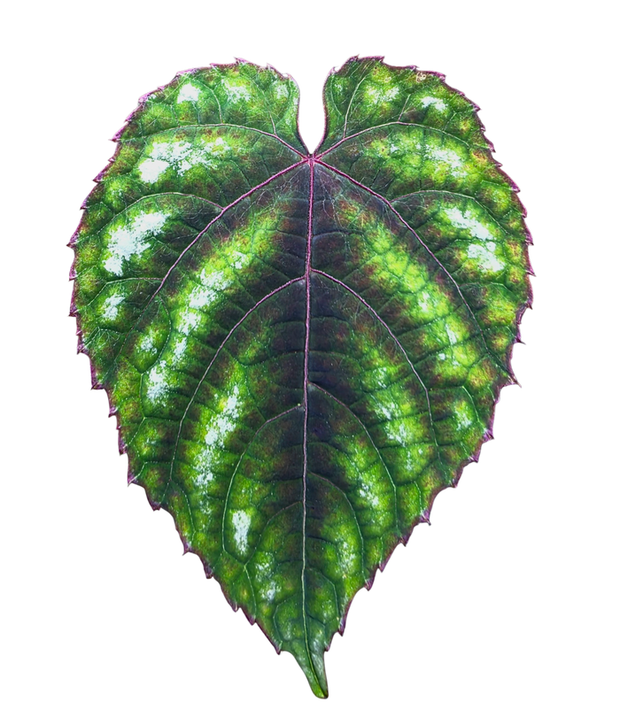 Cissus discolor image 3