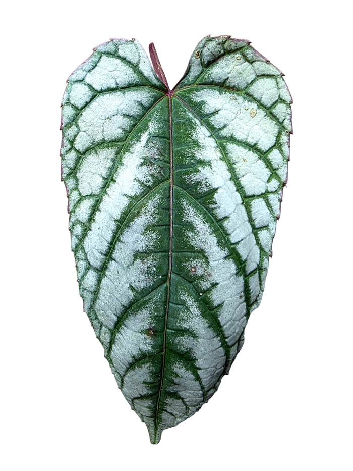 Cissus discolor image 4