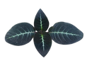 Corytoplectus cutucucensis