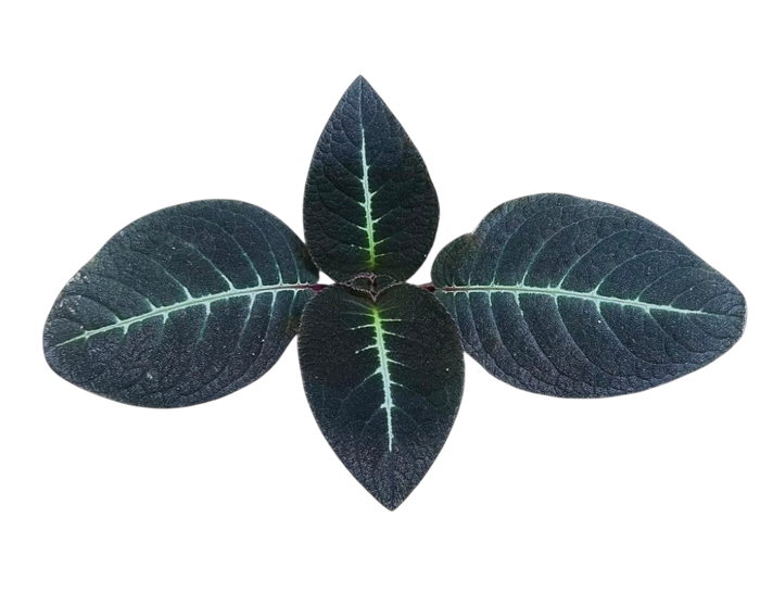 Corytoplectus cutucucensis