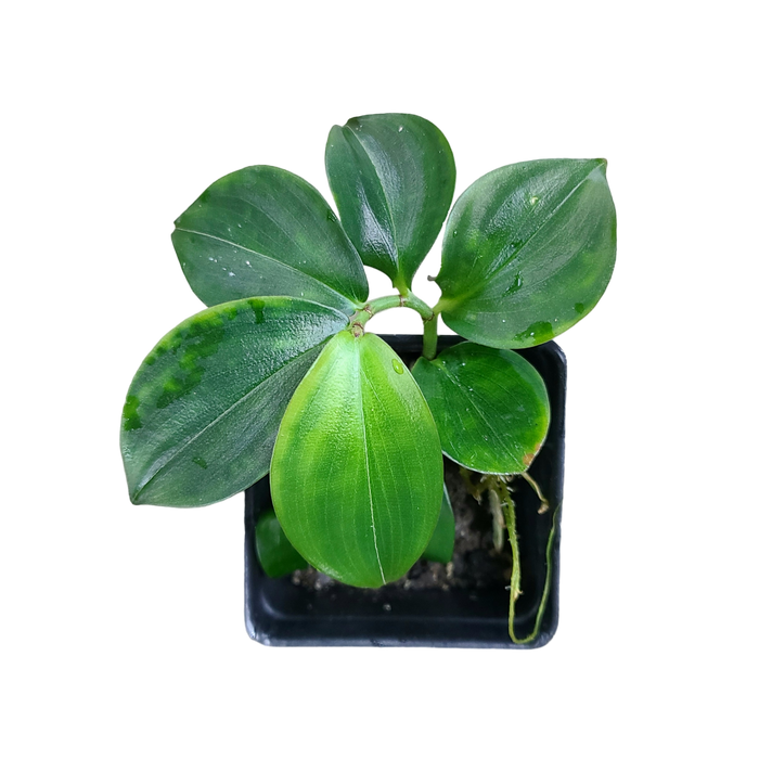 Costus tappenbakianus