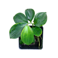 Costus tappenbakianus