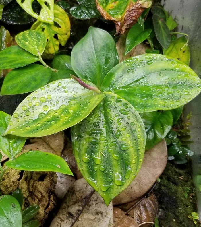 Costus tappenbakianus image 2