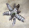 Cryptanthus "Absolute Zero"