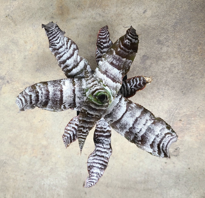 Cryptanthus "Absolute Zero"