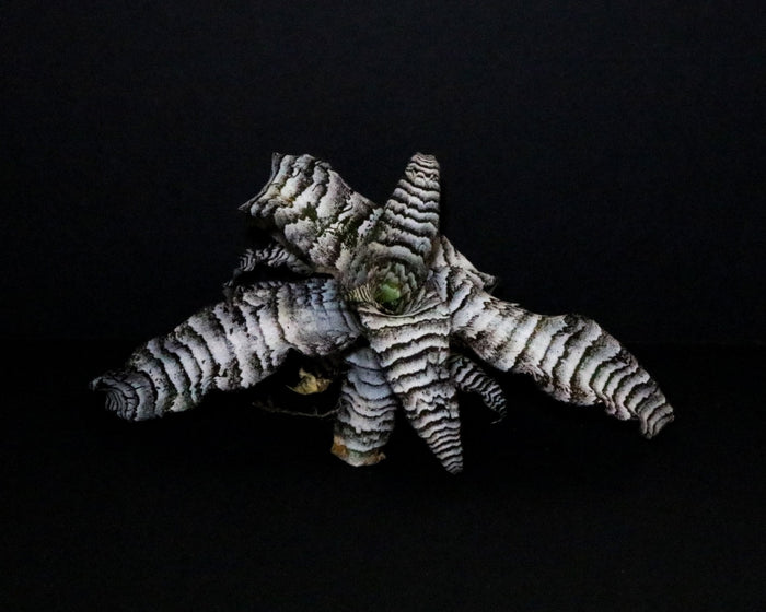 Cryptanthus "Absolute Zero" image 2