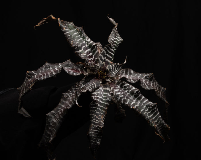 Cryptanthus "Black Mystic" image 2