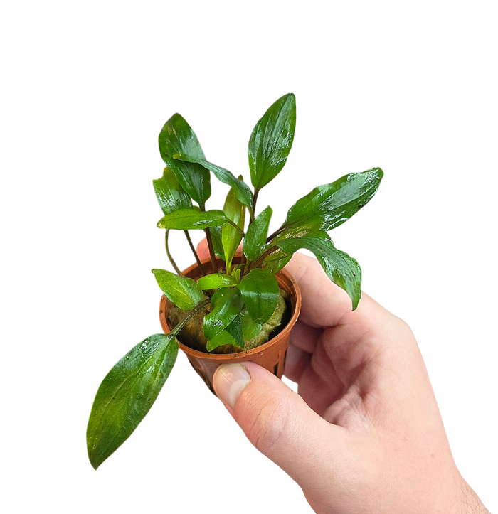 Cryptocoryne undulata 'Broad Leaf'