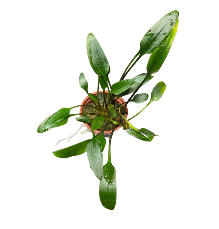 Cryptocoryne x willisii