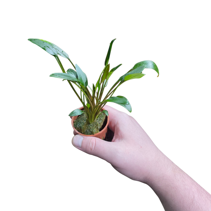 Cryptocoryne x willisii