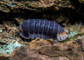 Cubaris sp. "Pak Chong"